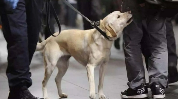 缉毒犬靠什么查找毒品