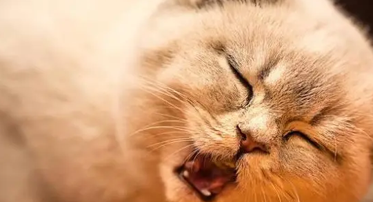 铲屎官用红烧肉调戏胖猫,猫咪的表情亮了,笑哭主人 铲屎官用红烧肉调戏胖猫,猫咪的表情亮了,笑哭主人