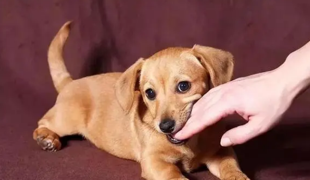 几天可以排除狂犬病 几天可以排除狂犬病