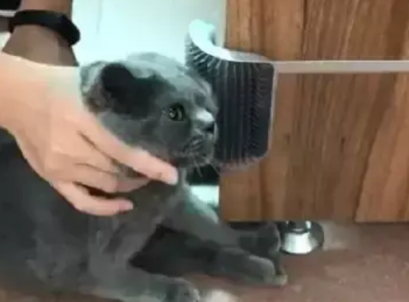 铲屎官给猫买了个按摩器，还亲自教它使用，但猫咪却满脸生无可恋
