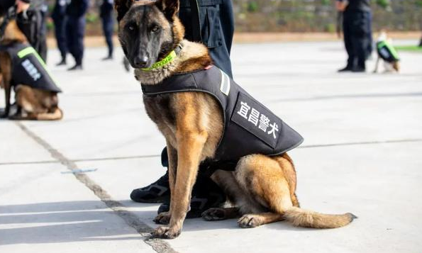 军犬警犬一般是什么品种 军犬警犬一般是什么品种