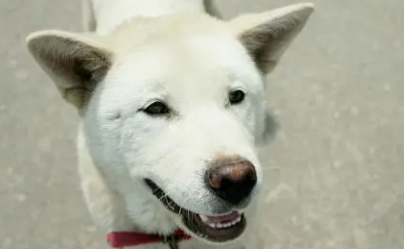 韩国珍岛犬的历史毛发颜色