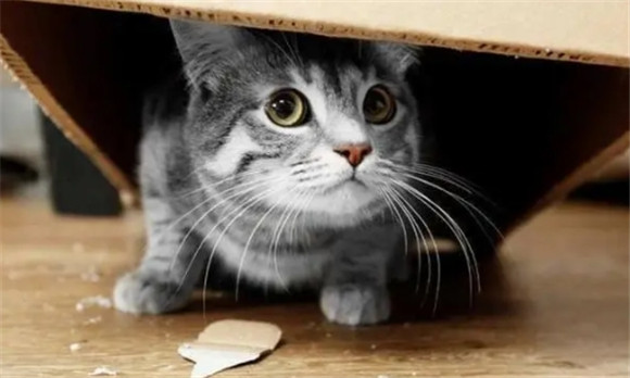 猫受到惊吓后的症状