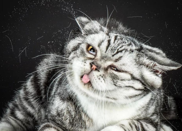 猫甩出来的耳螨是死的吗 猫甩出来的耳螨是死的吗