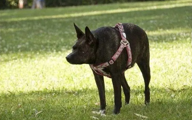 卡西莫多犬哪里有卖的