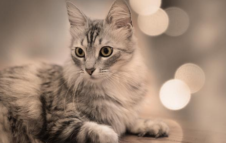 猫眼睛瞪大的原因是为什么