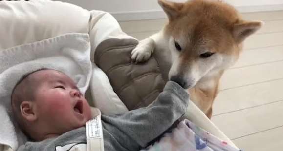 柴犬照顾小宝宝,比女主人还有耐心,哪个幼师学校毕业的? 柴犬照顾小宝宝,比女主人还有耐心,哪个幼师学校毕业的?