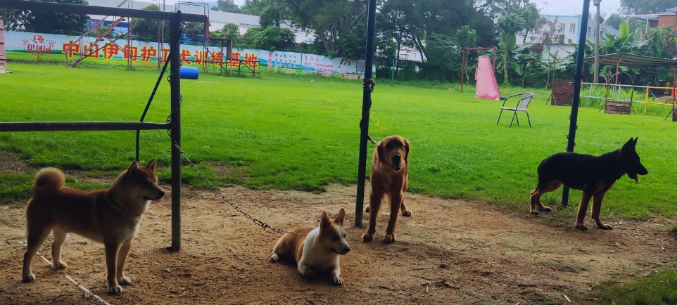 老婆被骗去训犬学校