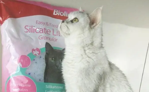 bioline猫砂多少钱 bioline猫砂多少钱