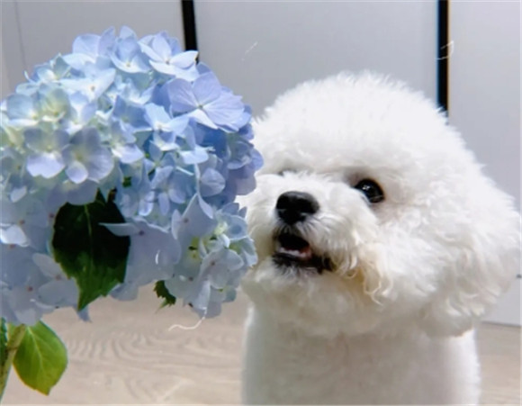 十大公认最好绣球犬品种