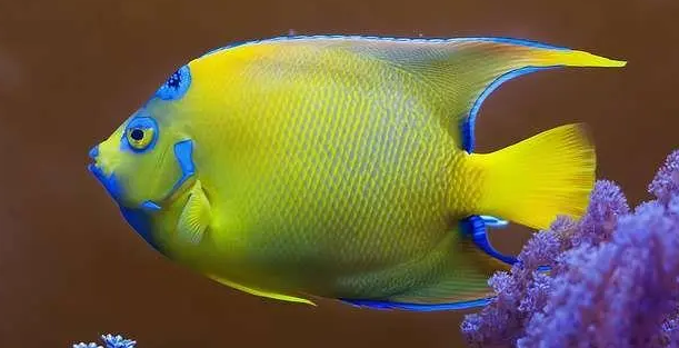 海水鱼狐狸吊好养吗