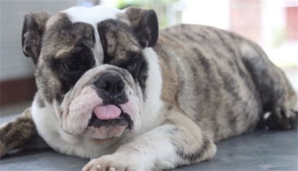 虎皮斗牛犬什么时候驱虫 虎皮斗牛犬什么时候驱虫