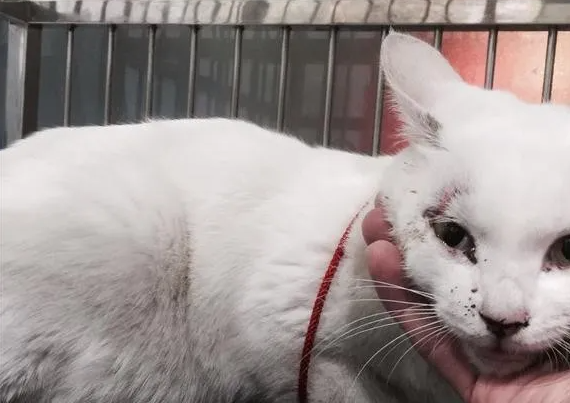 散步时看见走丢8个月的猫,铲屎官落泪:对不起我来晚了! 散步时看见走丢8个月的猫,铲屎官落泪:对不起我来晚了!