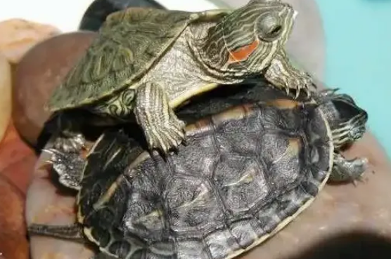 乌龟最害怕的四个东西?揭秘!乌龟最怕的四个东西,主人必看! 乌龟最害怕的四个东西?揭秘!乌龟最怕的四个东西,主人必看!