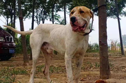 库达犬的体型特征优缺点