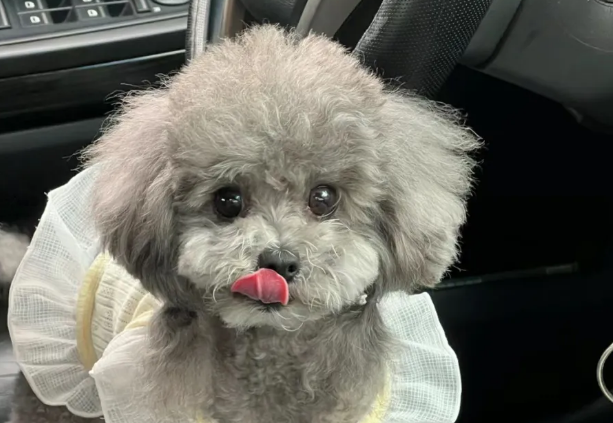 泰迪狗：萌宠界的暖心小天使