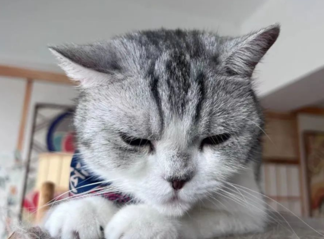 猫误食导致死亡的食物？