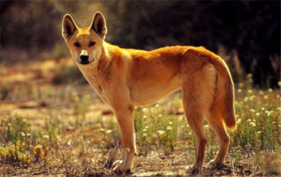 澳洲野狗和非洲野犬哪个厉害 澳洲野狗和非洲野犬哪个厉害