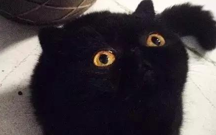 煤球脸的黑猫表情包