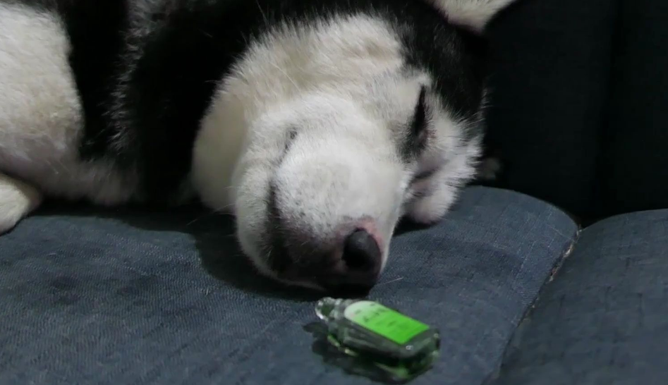 狗狗闻了风油精会死吗