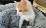 30度要给猫开空调吗