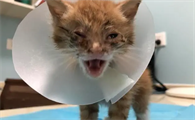 fpv两条杠一定是猫瘟吗
