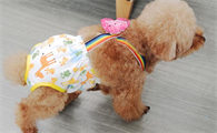 狗狗下崽后多久来月经