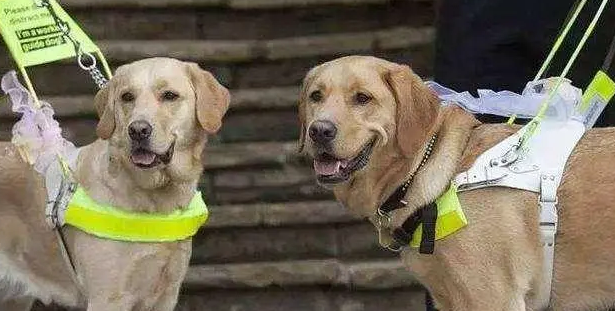 打死导盲犬会坐牢吗