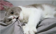 猫心跳很快肚子一直抖动