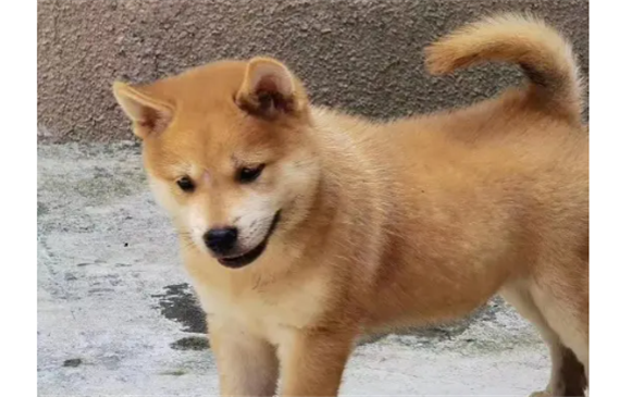 广西土猎犬是烈性犬吗 广西土猎犬是烈性犬吗