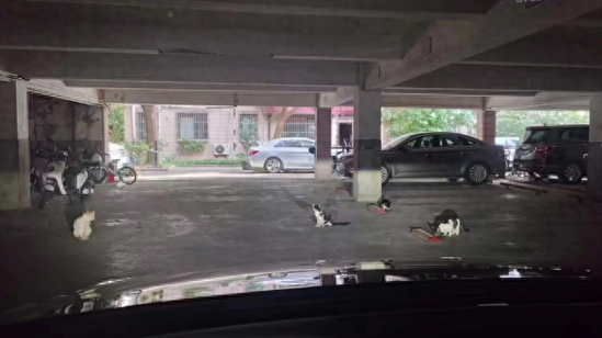 小区流浪猫有点多!看整改成效如何?记者回访 小区流浪猫有点多!看整改成效如何?记者回访