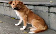 黄狗四脚白相狗经说法