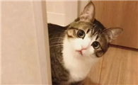 猫需要同类陪伴吗