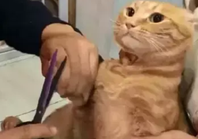 铲屎官给橘猫剪指甲,橘猫看着面前的擀面杖,它流下屈辱的泪水 铲屎官给橘猫剪指甲,橘猫看着面前的擀面杖,它流下屈辱的泪水
