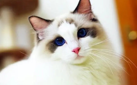1个月小猫咪怎么喂养 1个月小猫咪怎么喂养