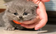 猫胎儿死在腹中多久排出
