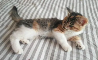 猫死了还能活吗