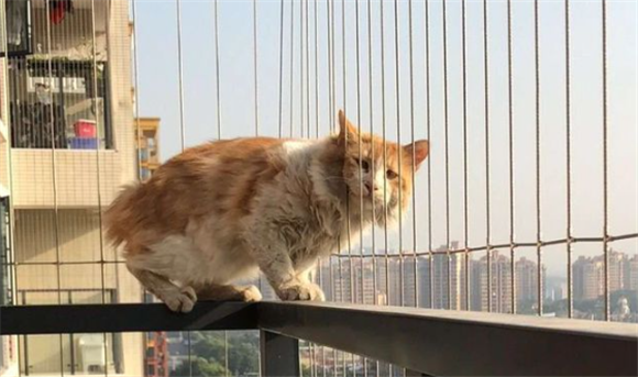 30多度小猫放阳台要紧吗 30多度小猫放阳台要紧吗