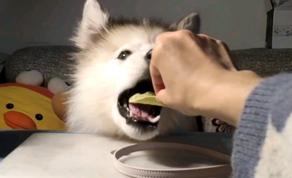 狗可以吃薯片吗 狗可以吃薯片吗