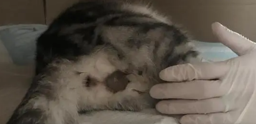 猫羊水破了最晚不能超过几个小时 猫羊水破了最晚不能超过几个小时