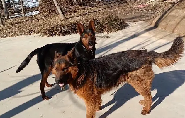 莱州红犬和德牧哪个好