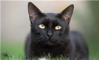 1990年的恐怖微笑猫事件