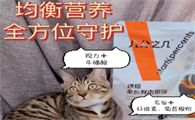 几分之几猫粮能吃吗