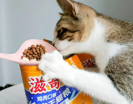 滋奇猫粮是哪产的 滋奇猫粮是哪产的