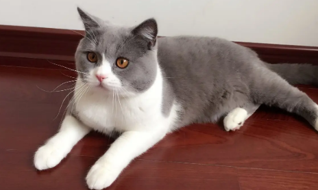 6个月猫算成年猫了吗 6个月猫算成年猫了吗