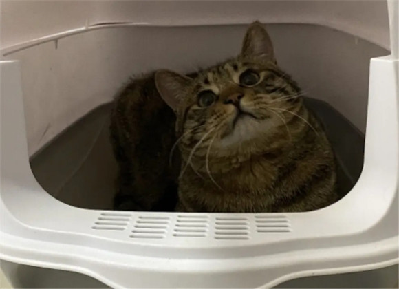 猫睡猫砂盆是应激吗 猫睡猫砂盆是应激吗