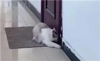 把猫放在门外会走吗