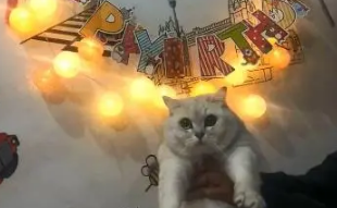给家里的猫咪过生日,懵逼的喵:今天啥日子啊!看上去很热闹啊 给家里的猫咪过生日,懵逼的喵:今天啥日子啊!看上去很热闹啊
