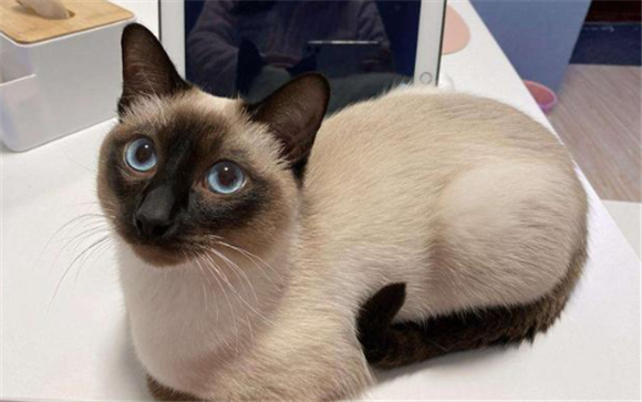 和暹罗猫长得像的猫 和暹罗猫长得像的猫