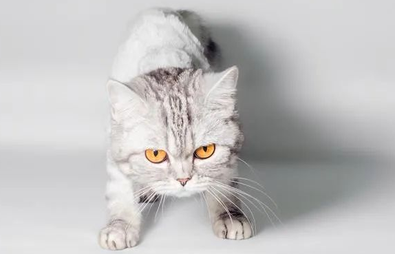 新手女生养猫首选:这些品种温顺可爱,轻松上手! 新手女生养猫首选:这些品种温顺可爱,轻松上手!